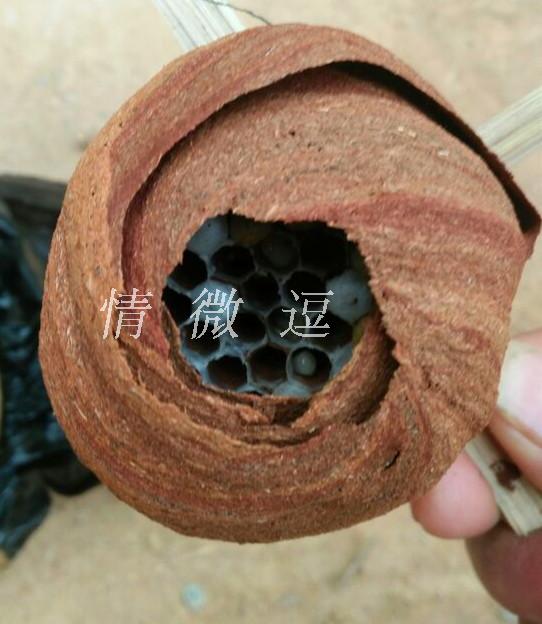 Wasp queen bee Intestine Tailing Larva Rancidity Sunspots Waspin the Traditional nourishing food , Bee , Beekeeping Tools category - from Buy2taobao.com to provide professional Taobao agent buy service