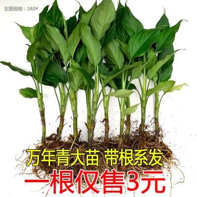 绿植万年青苗室内吸甲醛包邮盆栽