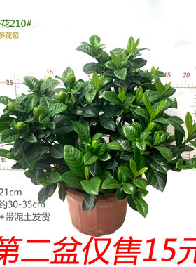 大栀子花盆栽苗枝枝花老树桩带花苞室内外客厅阳台四季开花浓香型