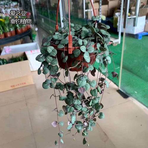 爱之蔓吊盆植物一寸心盆栽苗泰国佛珠室内阳台客厅创意绿植易养活