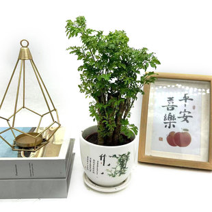 羽叶福禄桐盆栽植物花卉细叶森桩室内办公室桌面客厅净化空气美观