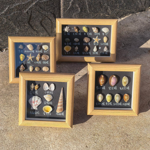 天然海螺贝壳标本相框画