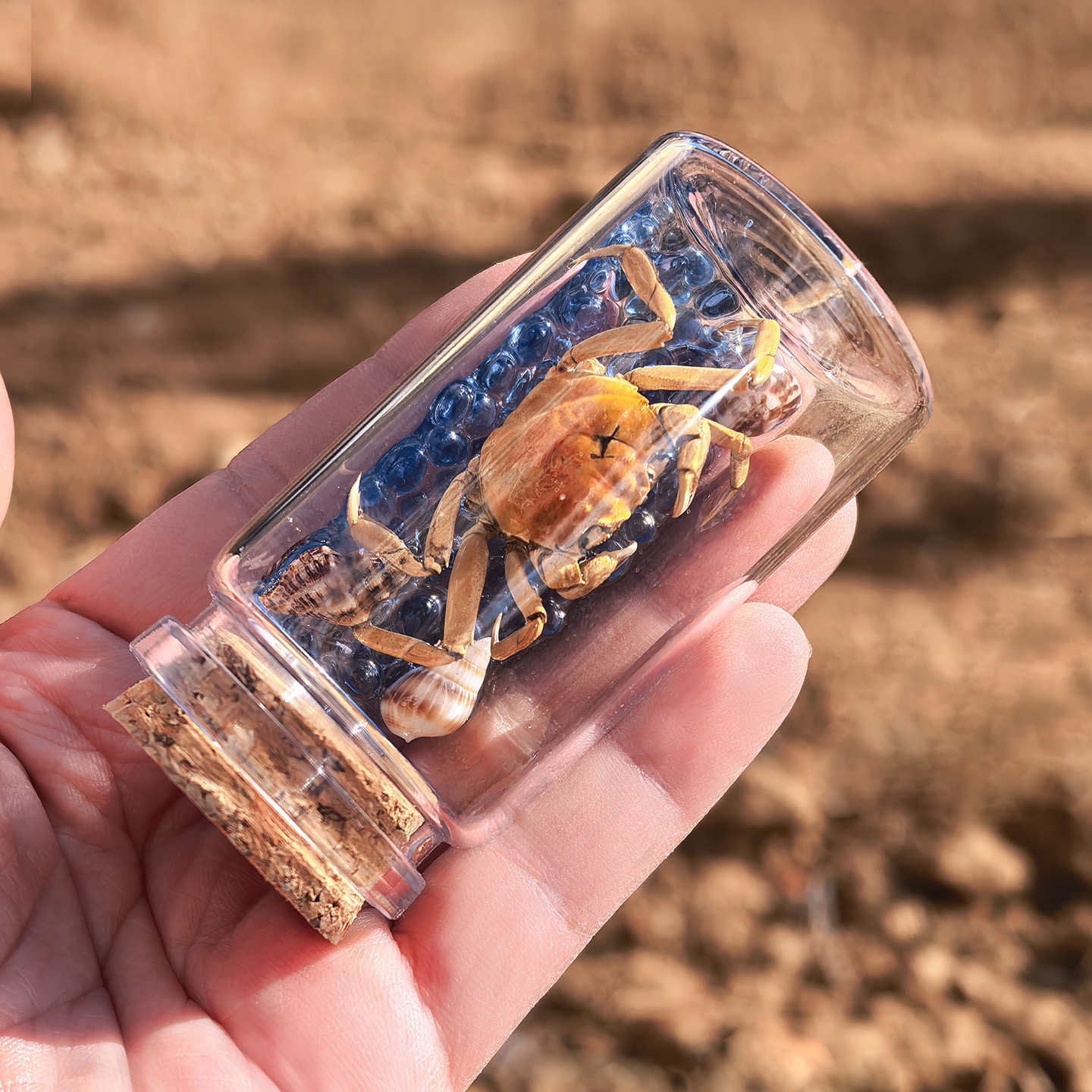 螃蟹标本许愿瓶玻璃纯手工制作旅游海洋风纪念品创意伴手礼品摆件