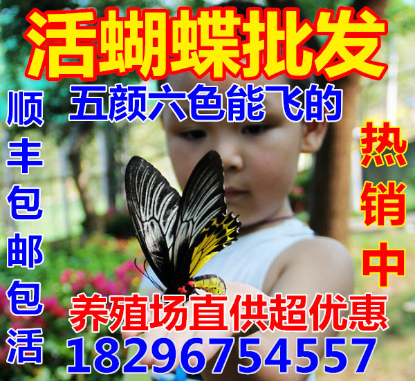活蝴蝶 活体蝴蝶放飞 真蝴蝶 求婚庆典婚礼 养殖 羽化蝶顺丰包邮