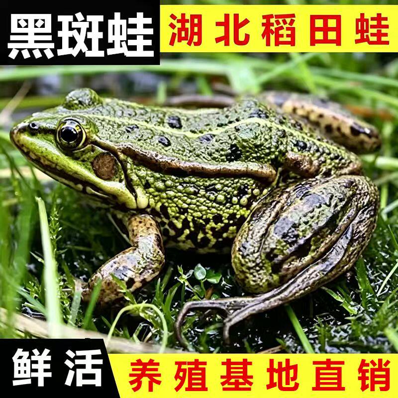 【包活到家】稻田蛙青蛙鲜活活体