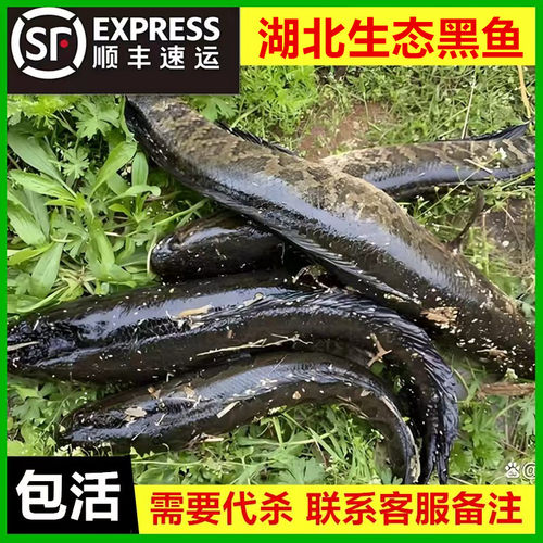 （顺丰包活）鲜活野黑鱼活体财鱼