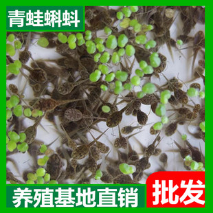 青蛙卵小蝌蚪苗活物黑斑蛙卵养殖包技术水族宠物活体吃蚊虫大青蛙