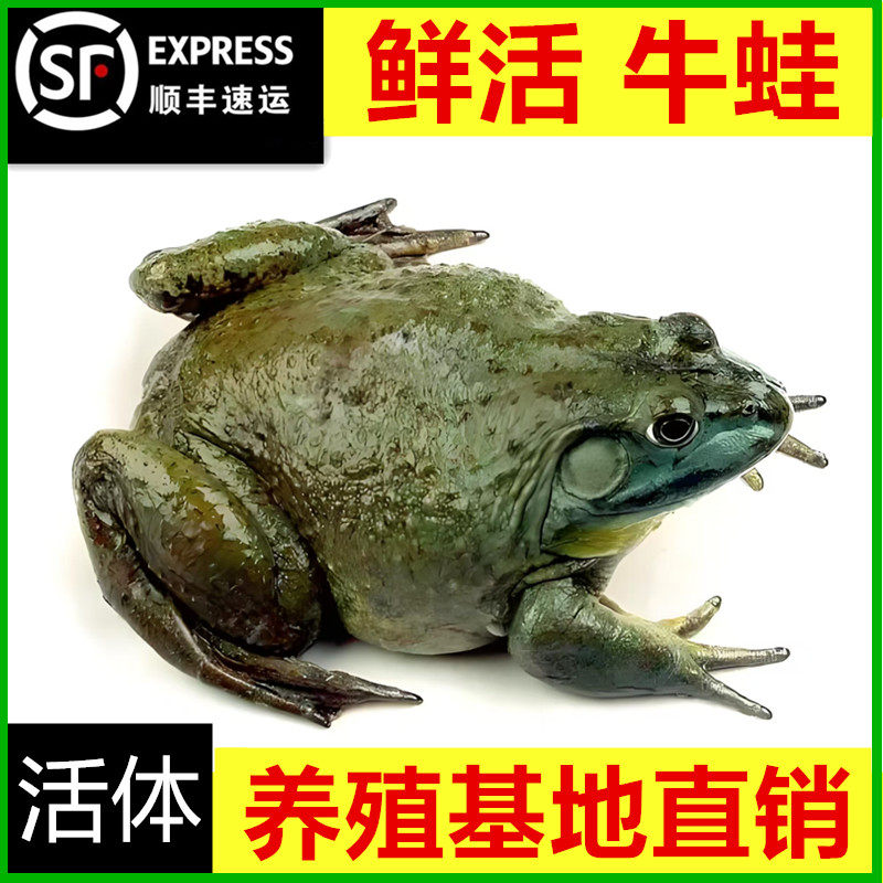 牛蛙活体生态养殖超大特大新鲜现杀田鸡肉无冰牛蛙肉商用火锅食材