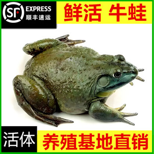 牛蛙活体生态养殖超大特大新鲜现杀田鸡肉无冰牛蛙肉商用火锅食材