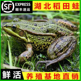 农村稻田养殖青蛙活体现杀青蛙肉田鸡黑斑蛙鲜活非牛蛙