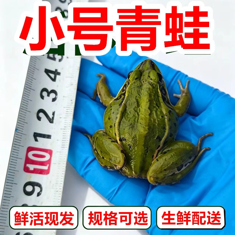 特价小青蛙苗蛙苗幼蛙