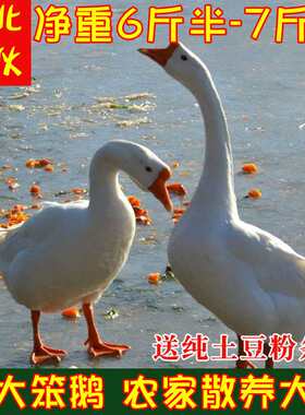 黑龙江散养大笨鹅整只东北农村大白鹅条肉冷冻6斤半到7斤新鲜包邮