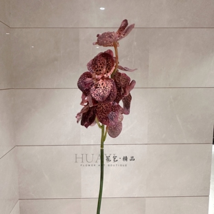 仿真兰花单支装饰花秋款复古斑点惠兰蝴蝶兰石斛花轻奢风