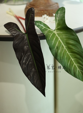萨利安芋叶黑紫色绿色热带大叶材叶子紫背海芋叶花艺空间装置素材