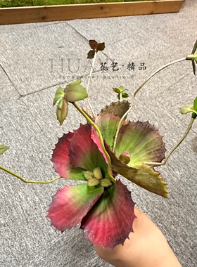 多肉植物红色植株鱼缸装饰爬宠箱插花素材仿真飞燕捕虫草造景摆件