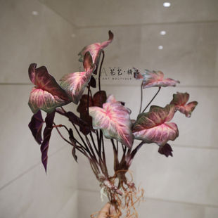 带根须渐变红色植株仿真彩芋叶植物鱼缸爬宠造景蕨叶草园林景观