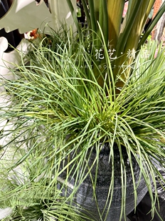 仿真菖蒲草丛草堆水草假绿植园林景观绿化花箱配材