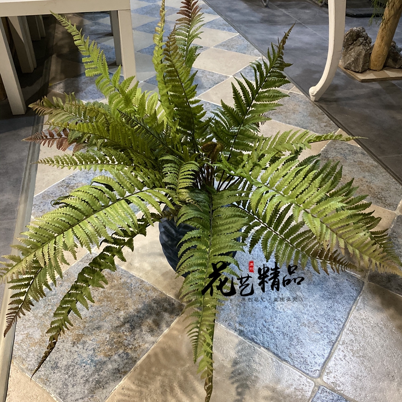 霸王蕨蕨类植物地被羊齿蕨肾蕨排草波斯顿草狼牙蕨锯齿芒黑骨芒