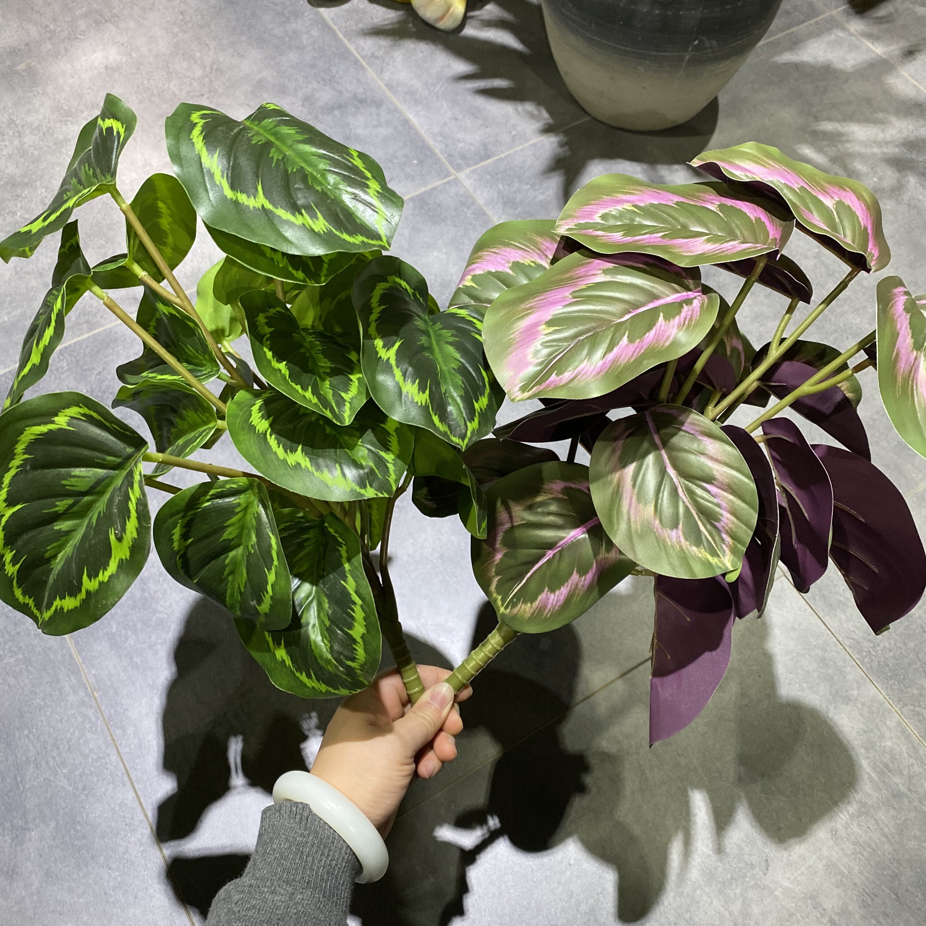 孔雀竹芋叶彩虹芋红心叶盆栽绿植 美陈装饰造景插花素材大叶子