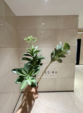 沙漠玫瑰家居装饰花艺布置仿真多肉龙舌兰橱窗造景