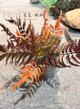 复古渐变橘红色系波士顿蕨仿真波斯草肾蕨芒萁爬宠装饰造景植物