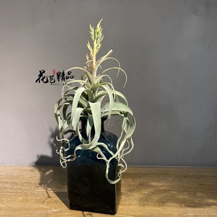 开花空气草仿真花凤梨松萝铁兰垂吊软装造景绿植壁挂吊兰多肉植物