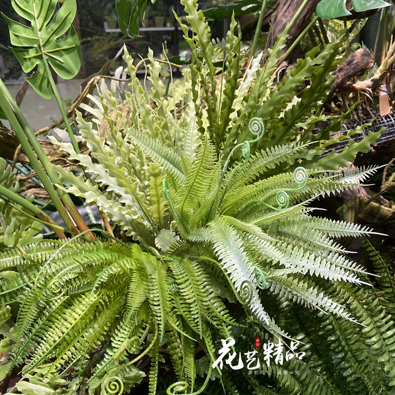鹿角蕨植物素材模板 鹿角蕨植物图片下载 小麦优选
