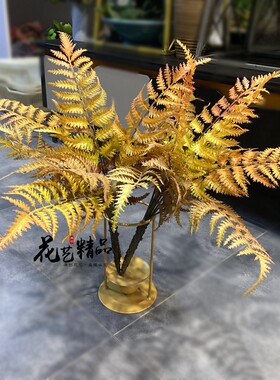 凤尾蕨地被植物盆景插花波斯草