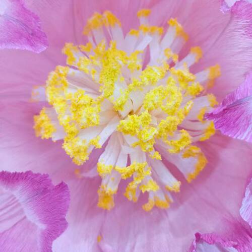 皱纹纸芍药花花瓣花心花蕊材料半成品手工DIY大型纸艺花制作