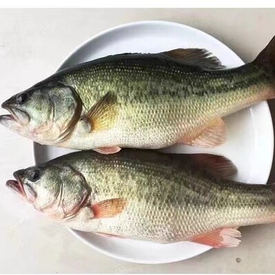 鲜活鲈鱼三去鲜冻真空装500克