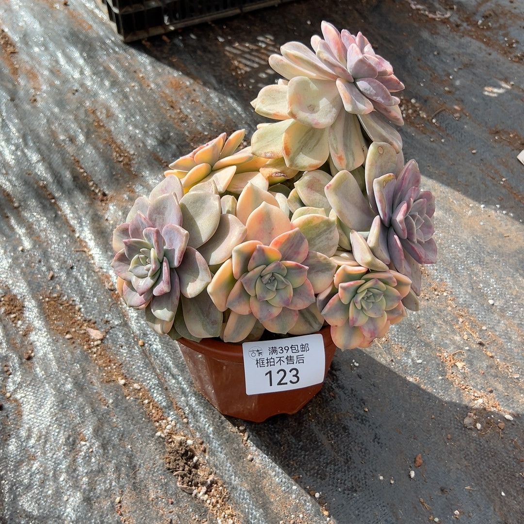 123,鲜花速递/花卉仿真/绿植园艺,多肉植物,淘宝优惠券,粉丝福利购,淘宝优惠卷