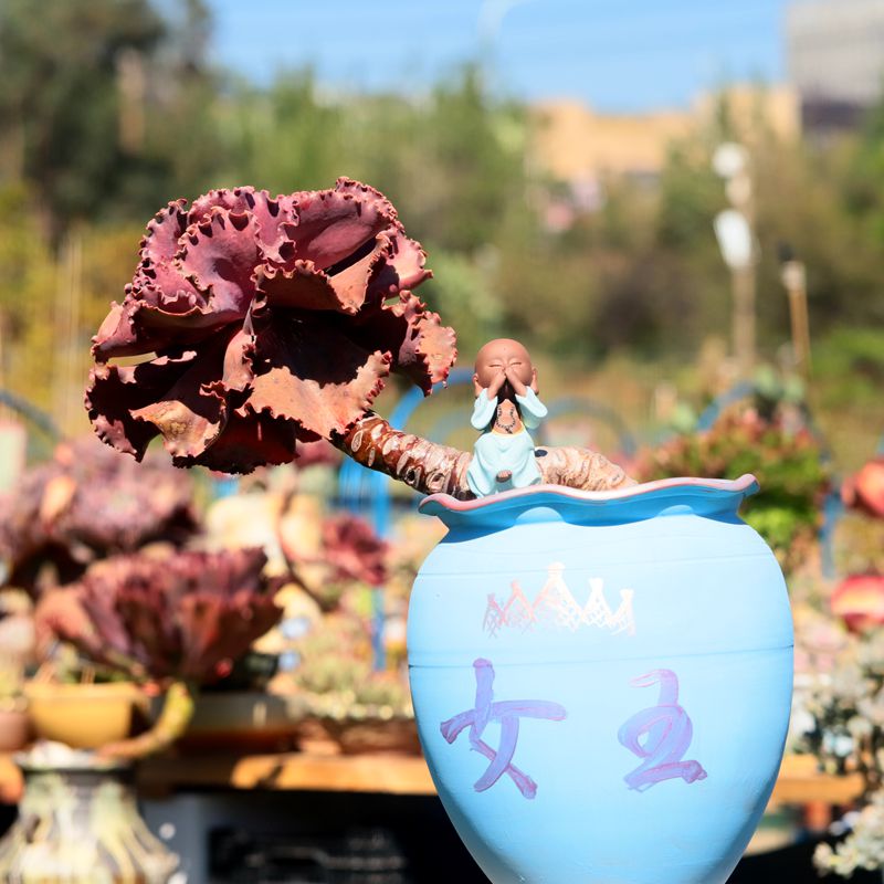 多肉老桩古木派多肉植物