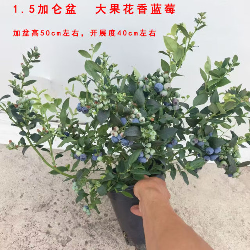 花香蓝莓F6L2529盆栽 早熟丰产大果口感纯甜蓝莓带果发货水果树苗