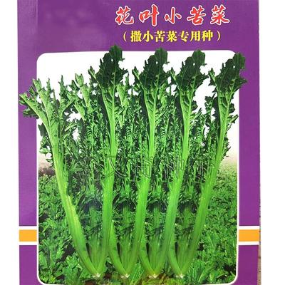 花叶小苦菜种子 四季播云南小苦菜种子有苦味花叶芥菜籽蔬菜种子