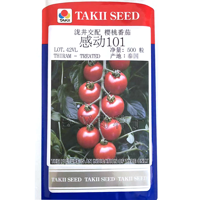 感动101番茄种子 日本泷井春秋棚室樱桃小番茄种子深红色圆形抗病