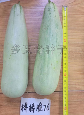 棒棒脆76香瓜种子 灰白皮长棒形长势旺早熟甜瓜种子肉厚绿瓤酥脆