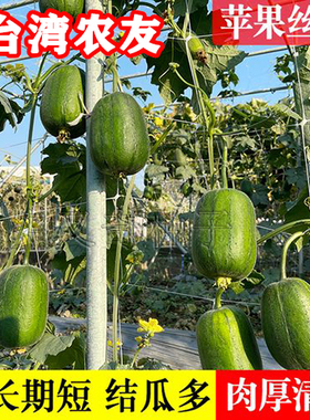 苹果丝瓜种子 短筒形肉翠绿色烹调不变黑品质细嫩耐运小水瓜种子