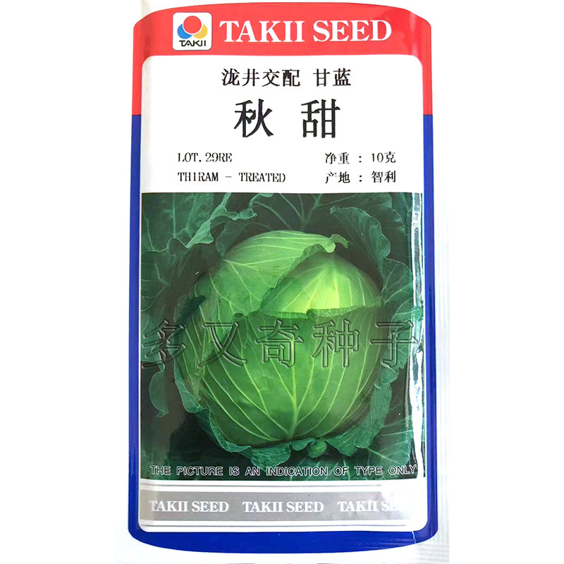秋甜甘蓝种子 日本泷井包菜种子春秋早熟扁圆形脆甜耐热蔬菜种子
