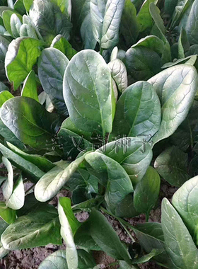 绿波特2号菠菜种子 深绿色大叶菠菜种子耐霜霉病 春秋蔬菜种子