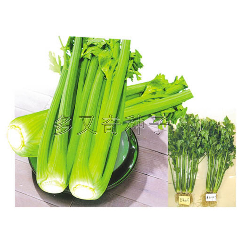 绿亨皇帝西芹种子 春秋耐低温生长速度快黄绿柄有光泽芹菜蔬菜籽图片