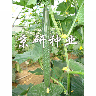 京研118黄瓜种子 深绿绿瓤心室小甜脆味浓顺直中早熟春秋青瓜种子