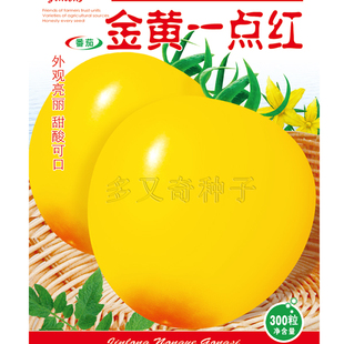 金黄一点红番茄种子春播中果型小柿子种子金黄色高圆形红点甜味浓