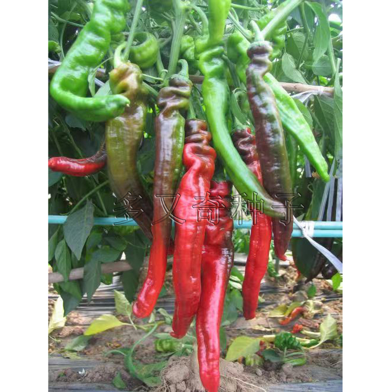 中椒209号辣椒种子 春秋露地保护地早熟绿果农科院螺丝椒种子味辣