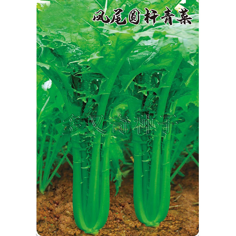 凤尾圆杆青菜种子 春秋云南花叶小苦菜种子芥菜种子煮炒腌制酸菜
