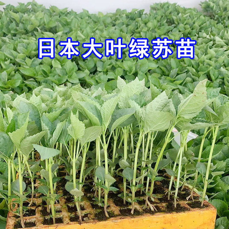 日本大叶绿苏苗紫苏苗种子春秋种植双面绿苏沙拉摆盘三文鱼刺身用