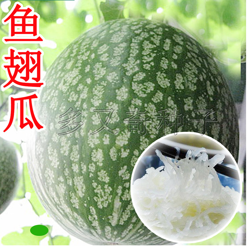 鱼翅瓜种子 春秋早熟丰产硬花皮耐运输黑籽南瓜粉丝瓜米线南瓜籽