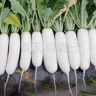 京研雪玉182萝卜种子 华北地区春秋露地长白萝卜种子耐贮藏口感好