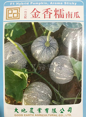 金香糯南瓜种子 春秋播泰国小南瓜籽皮薄肉厚甘糯味甜好吃蔬菜籽