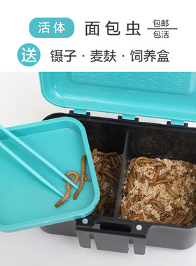 面包虫活虫饲养盒守宫八哥饲料