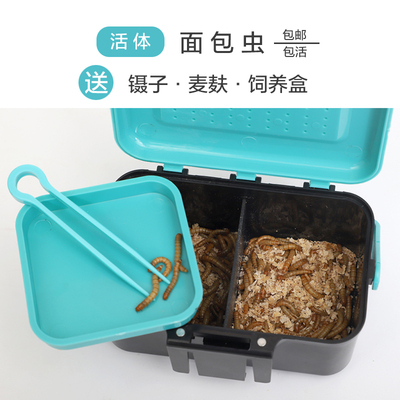 面包虫活虫饲养盒守宫八哥饲料